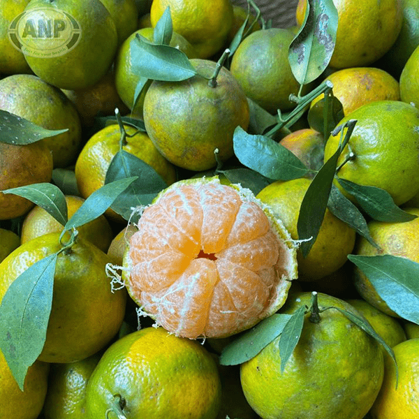 Partner Nursery Vietnam Orange Vietnam Orange-Urban Plants