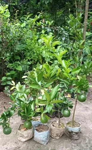 Partner Nursery Vietnam Orange Vietnam Orange-Urban Plants