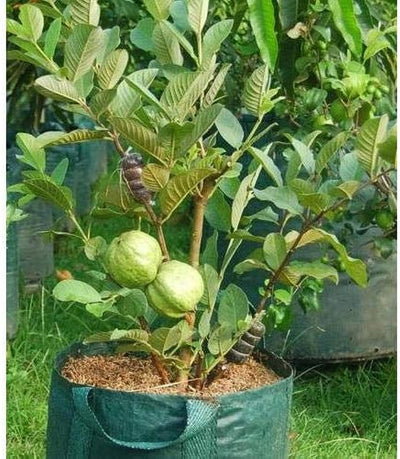 Partner Nursery VNR Bihi Guava Plant VNR Bihi Guava Plant-Urban Plants