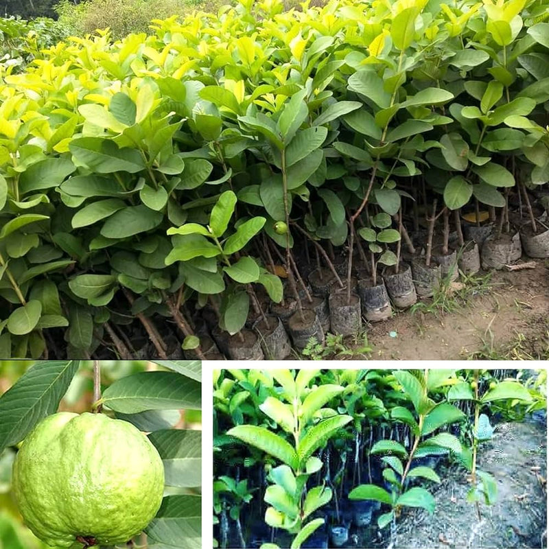Partner Nursery VNR Bihi Guava Plant VNR Bihi Guava Plant-Urban Plants