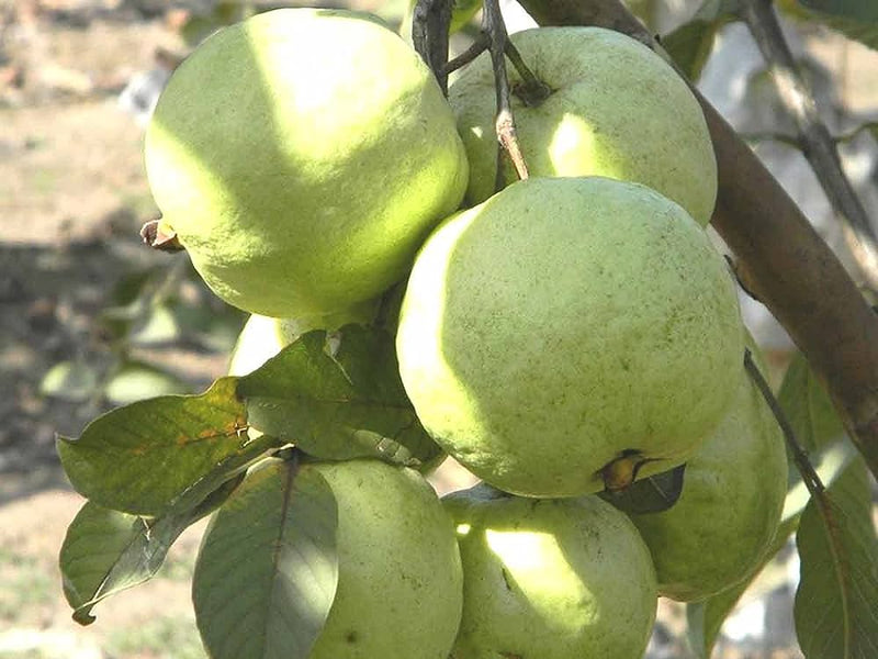 Partner Nursery VNR Bihi Guava Plant VNR Bihi Guava Plant-Urban Plants