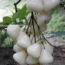 Partner Nursery White Water Apple Plant White Water Apple Plant-Urban Plants