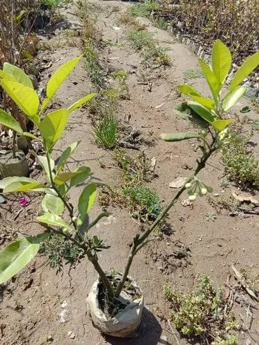 Partner Nursery Yellow Chakotra Plant Yellow Chakotra Plant-Urban Plants