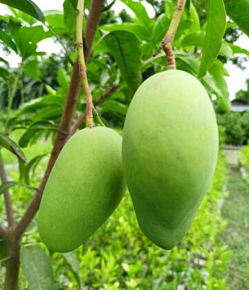 Partner Nursury fruit plant Vastra / Baramasi Mango Vastra / Baramasi Mango-Urban Plants