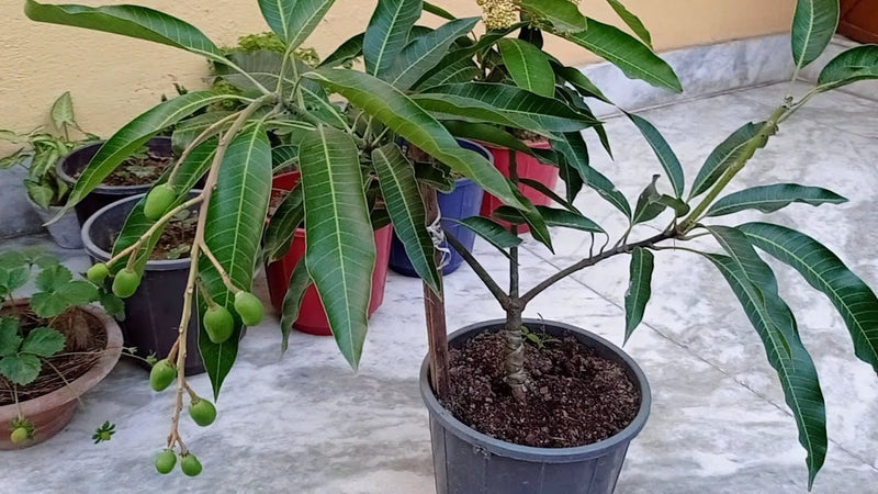 Partner Nursury fruit plant Vastra / Baramasi Mango Vastra / Baramasi Mango-Urban Plants