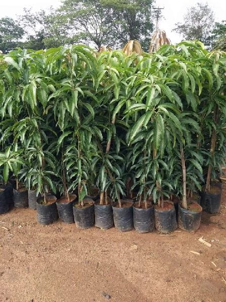 Partner Nursury Malda Mango Plant Malda Mango Plant-Urban Plants