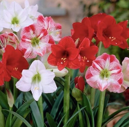 sovi Buy Amaryllis Mix Flower Bulbs