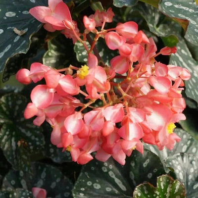 sovi Buy Begonia Flower Mix Bulbs
