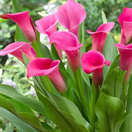 sovi Buy Calla Lily Mix Flower Bulbs