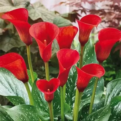sovi Buy Calla Lily Mix Flower Bulbs