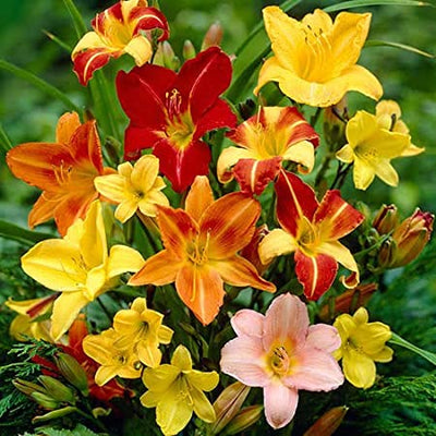 sovi Buy Day Lily Mix Flower Bulbs