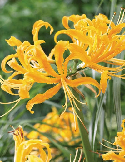 Sovi Buy Lycoris Flower mix bulbs