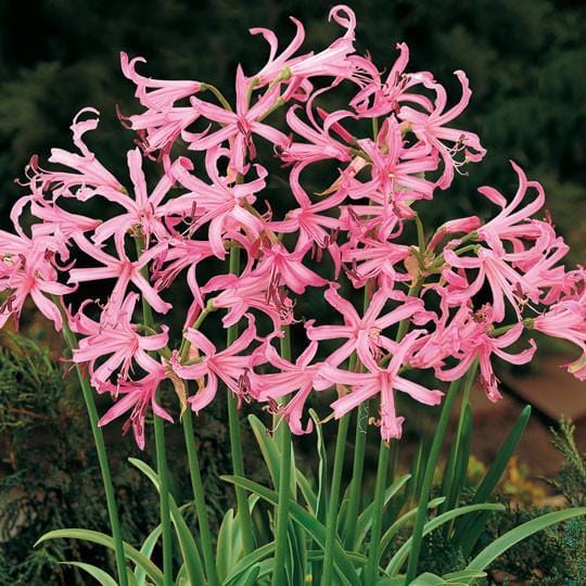 sovi04 Buy Narine Lily Flower Bulbs
