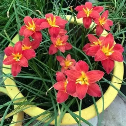 sovi06 Buy Zephyranthes or Rain Lily Mix Flower Bulbs