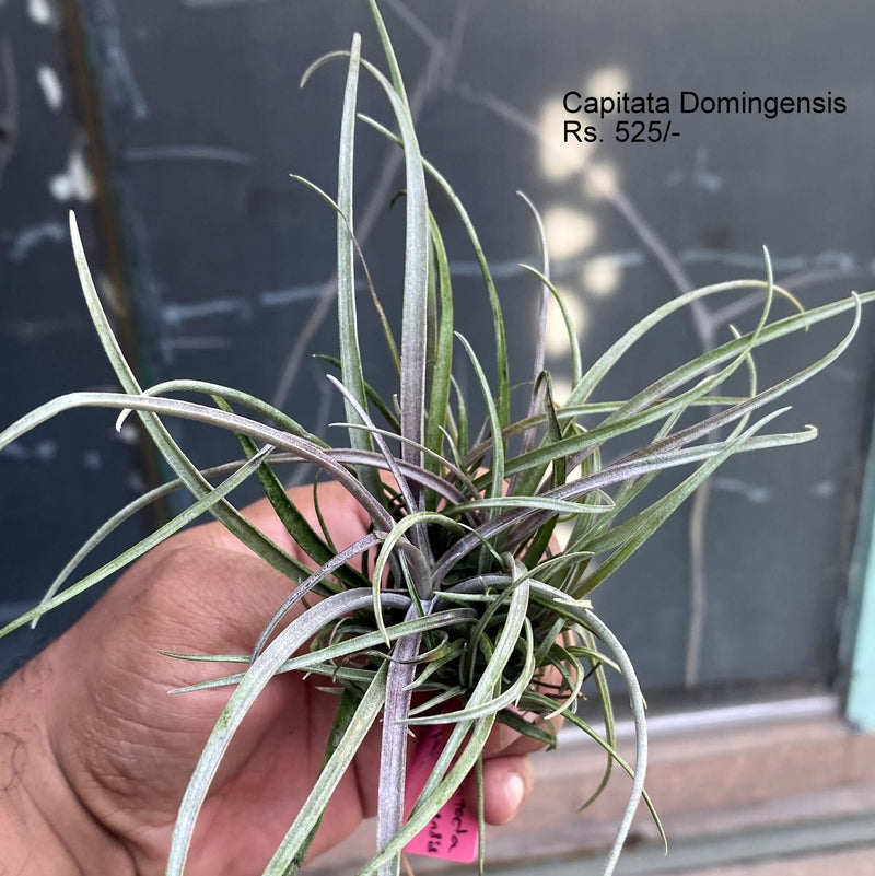 Urban Plants™ Air plant per plant Capitata domingensis Air plants Capitata domingensis Air plants- Urban Plants