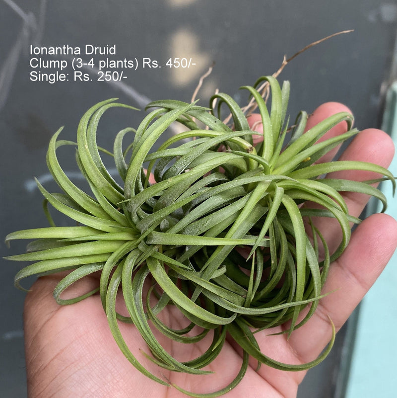 Urban Plants™ Air Plants Ionantha druid (3-4 plants) Air plants Ionantha druid (3-4 plants) Air plants- Urban Plants