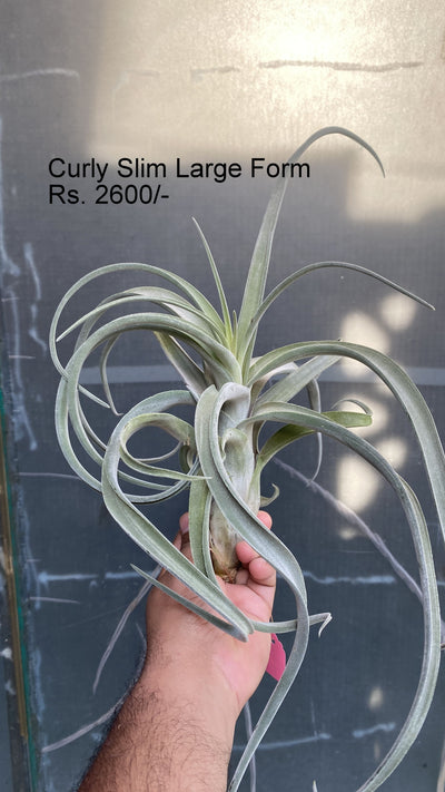 Urban Plants™ Air Plants large Curly slim (large) Air plants Curly slim (large) Air plants-Urban Plants