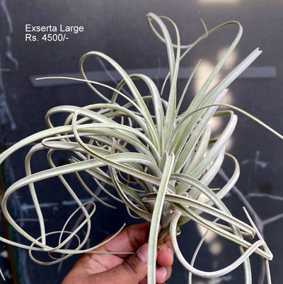 Urban Plants™ Air Plants large Exserta (large) Air plants Exserta (large) Air plants- Urban Plants