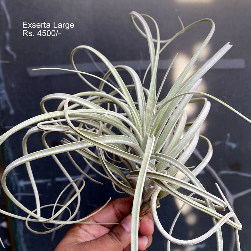 Urban Plants™ Air Plants large Exserta (large) Air plants Exserta (large) Air plants- Urban Plants