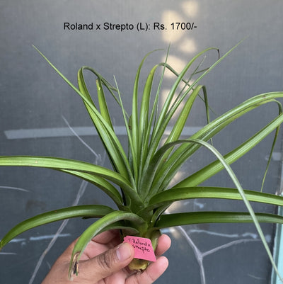 Urban Plants™ Air Plants Large Roland x Strepto large  Air plants Roland x Strepto Air plants-Urban Plants