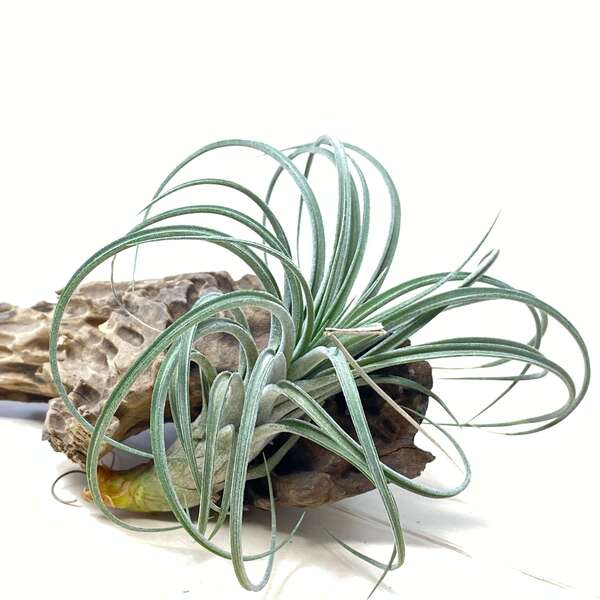 Urban Plants™ Air Plants large T. Exserta x velutina  Air plants T. Exserta x velutina Air plants- Urban Plants