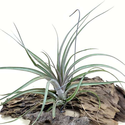 Urban Plants™ Air Plants large T. Jackie Loinaz Air Plants T. Jackie Loinaz Air Plants- Urban Plants