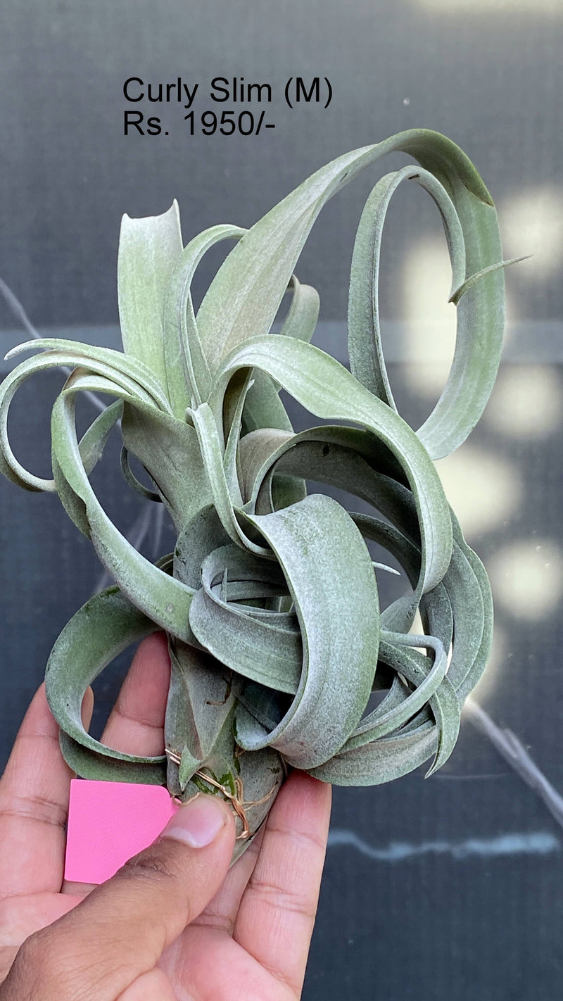 Urban Plants™ air plants medium size Curly slim (Medium) Air plants Curly slim (Medium) Air plants-Urban Plants