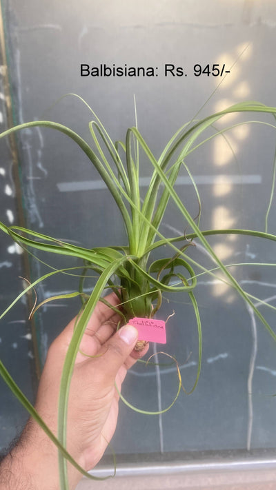 Urban Plants™ Air Plants per plant Balbisiana Air Plants Balbisiana Air plants-Urban Plants