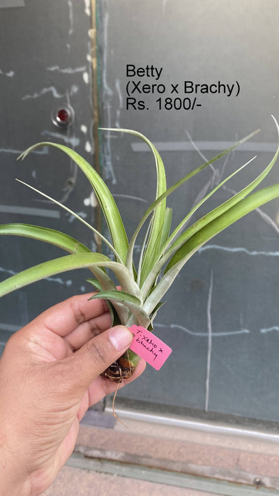 Urban Plants™ Air plants per plant Betty (Xero x Brachycaulos) Air Plants Betty (Xero x Brachycaulos) Air Plants-Urban Plants