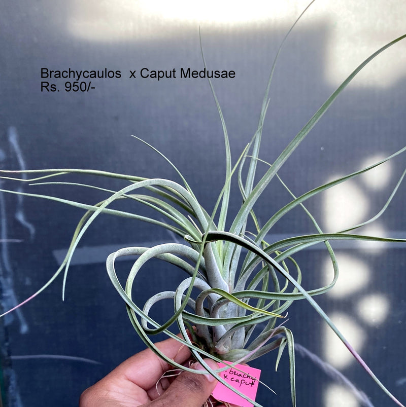 Urban Plants™ air plants per plant Brachycaulos x Caput Medusae Air plants