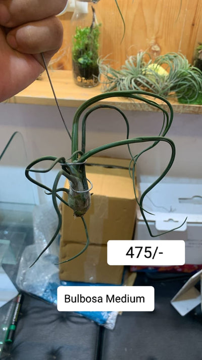 Urban Plants™ Air Plants per plant Bulbosa Medium Size Bulbosa Medium Size-Urban Plants