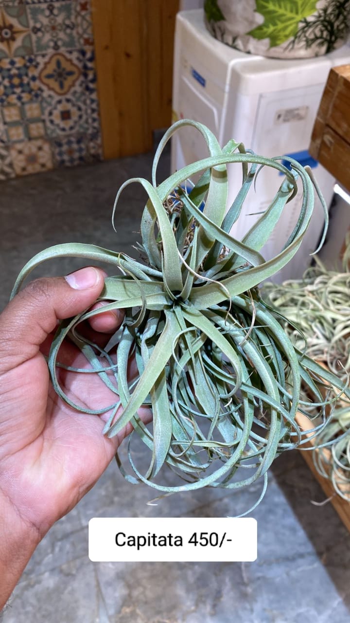 Urban Plants™ Air Plants per plant Capitata Air Plant Capitata Air plants-Urban Plants