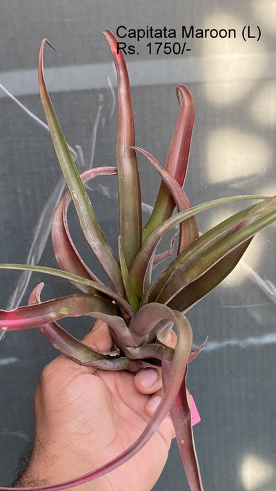 Urban Plants™ Air Plants per plant Capitata Maroon air plant Capitata Maroon air plant-Urban Plants