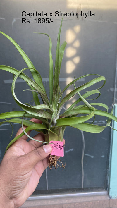 Urban Plants™ Air Plants per plant Capitata x strepto Air plants Capitata x strepto Air plants-Urban Plants