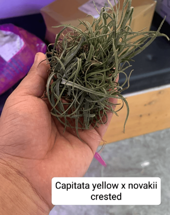 Urban Plants™ Air Plants per plant Capitata Yellow x Novakii Crested Air plants Capitata Yellow x Novakii Crested-Urban Plants