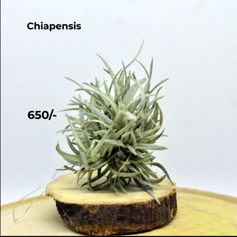 Urban Plants™ Air Plants per plant Chiapensis Air plants Chiapensis Air plants-Urban Plants