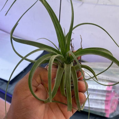 Urban Plants™ Air Plants per plant Elisa Air plants Elisa Air plants-Urban Plants