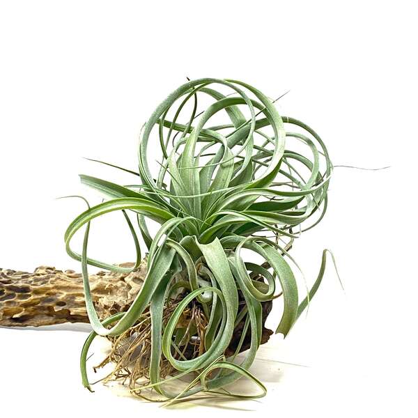 Urban Plants™ Air Plants per plant Elisa Air plants Elisa Air plants-Urban Plants