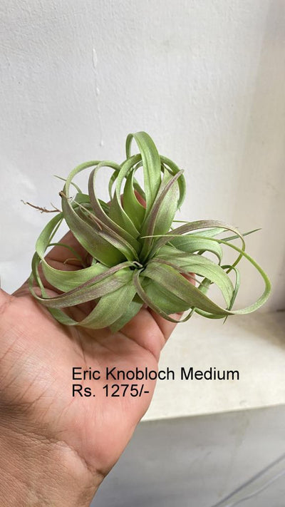 Urban Plants™ Air Plants per plant Eric knobloch medium Eric Knobloch medium-Urban Plants