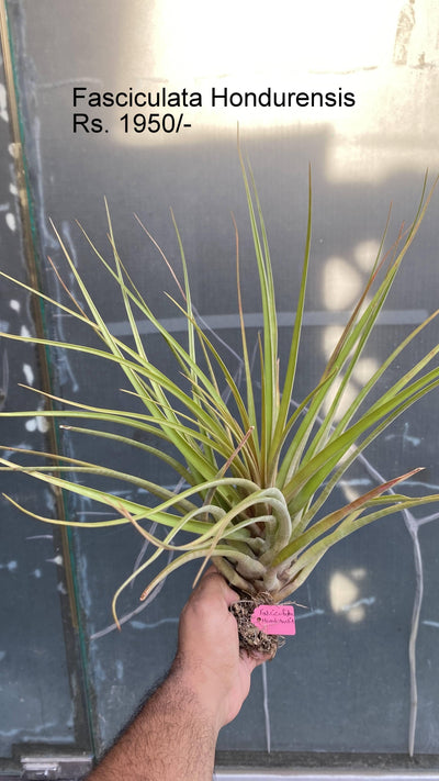 Urban Plants™ Air Plants per plant Fasciculata Hondurensis Air plants Fasciculata Hondurensis Air plants-Urban Plants