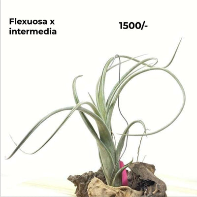 Urban Plants™ Air Plants per plant Flexuosa x Intermedia Air Plants Flexuosa x Intermedia Air Plants-Urban Plants