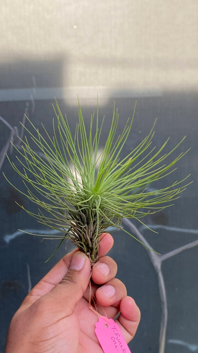 Urban Plants™ Air Plants per plant Funky one Air plants Funky one Air plants-Urban Plants