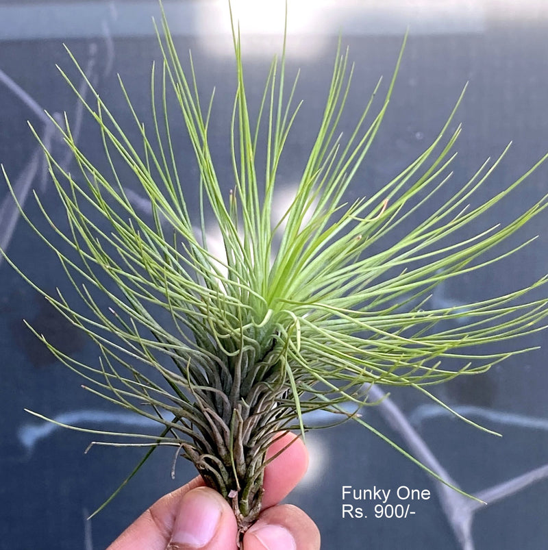 Urban Plants™ Air Plants per plant Funky one Air plants Funky one Air plants-Urban Plants