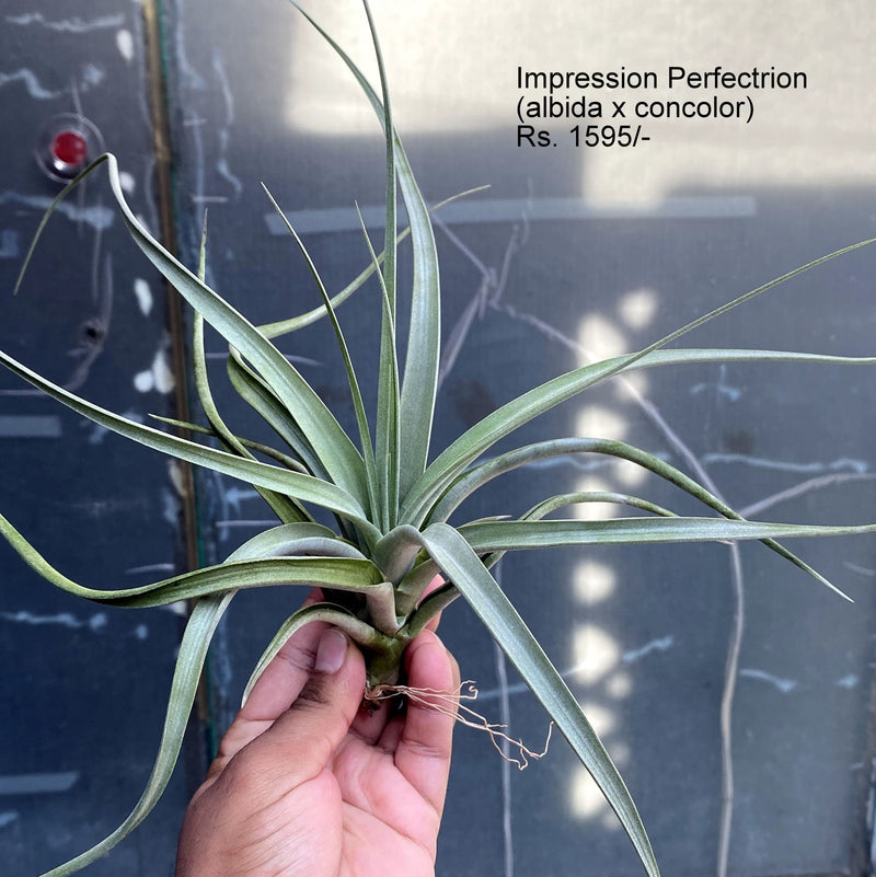 Urban Plants™ Air Plants per plant Impression Perfectrion (albida x concolor) Air plants Impression Perfectrion (albida x concolor) Air plants-Urban Plants