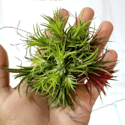 Urban Plants™ Air Plants per plant Ionantha Fuego Clump Air Plants Ionantha Fuego Clump Air Plants-Urban Plants