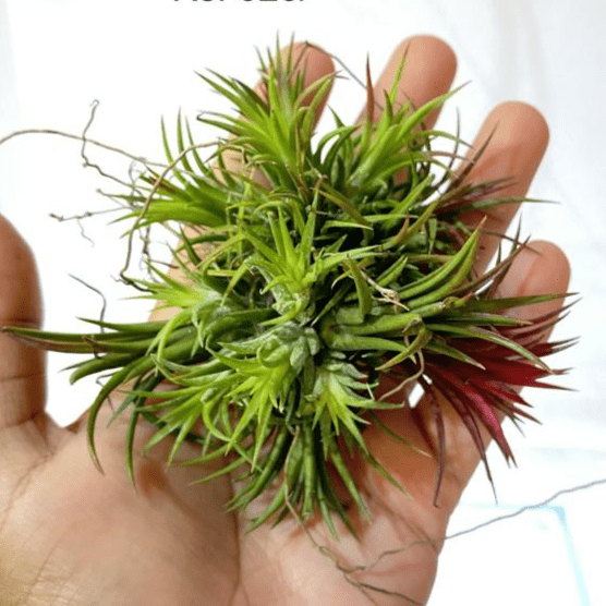 Urban Plants™ Air Plants per plant Ionantha Fuego Clump Air Plants Ionantha Fuego Clump Air Plants-Urban Plants