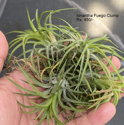 Urban Plants™ Air Plants per plant Ionantha Fuego clump air plants Ionantha Fuego clump Air plants-Urban Plants