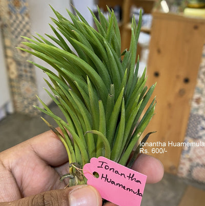 Urban Plants™ Air Plants per plant Ionantha huamemula Air plant Ionontha huamemula Air plant- Urban Plants