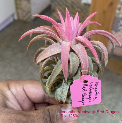 Urban Plants Air Plants per plant Ionantha vanhyngii Red dragon Ionantha vanhyngii red dragon- Urban Plants