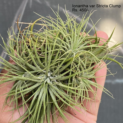 Urban Plants™ Air Plants per plant Ionantha var Stricta clump Ionantha var Stricta clump-Urban Plants